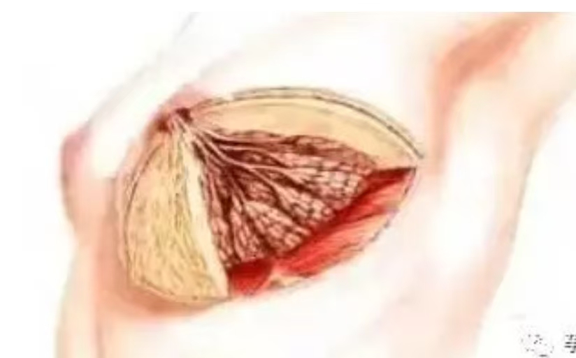 乳腺疾病的四大根源与疗法